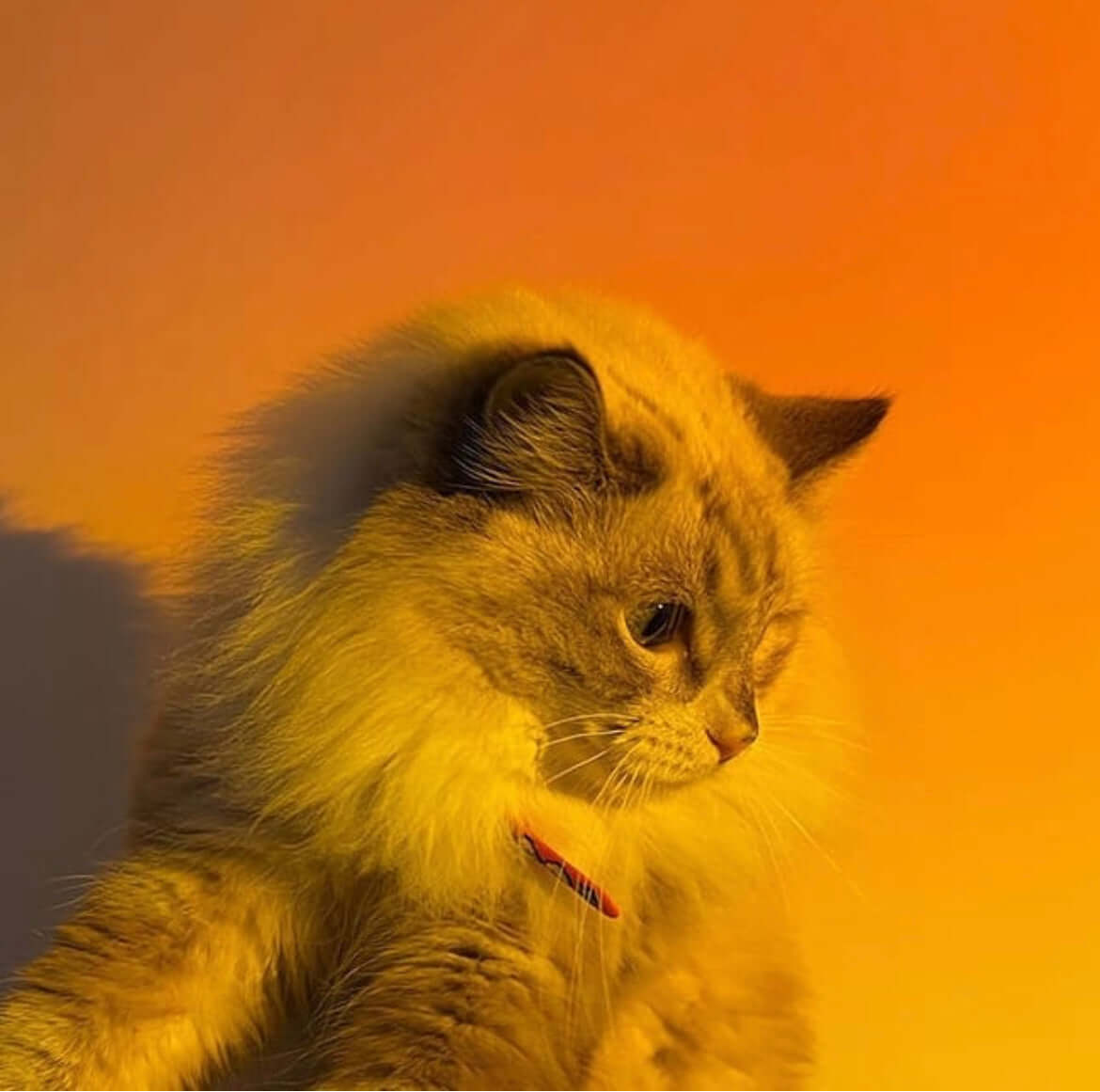 Fluffy cat sitting in front of a wall bathed in warm orange light from a sunset lamp, creating a cozy and calming atmosphere.